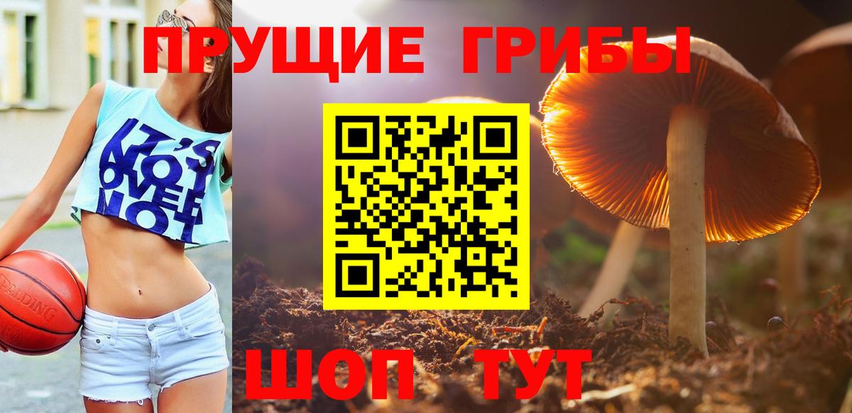 закладки  Тольятти  Галлюциногенные грибы Psilocybine cubensis 
