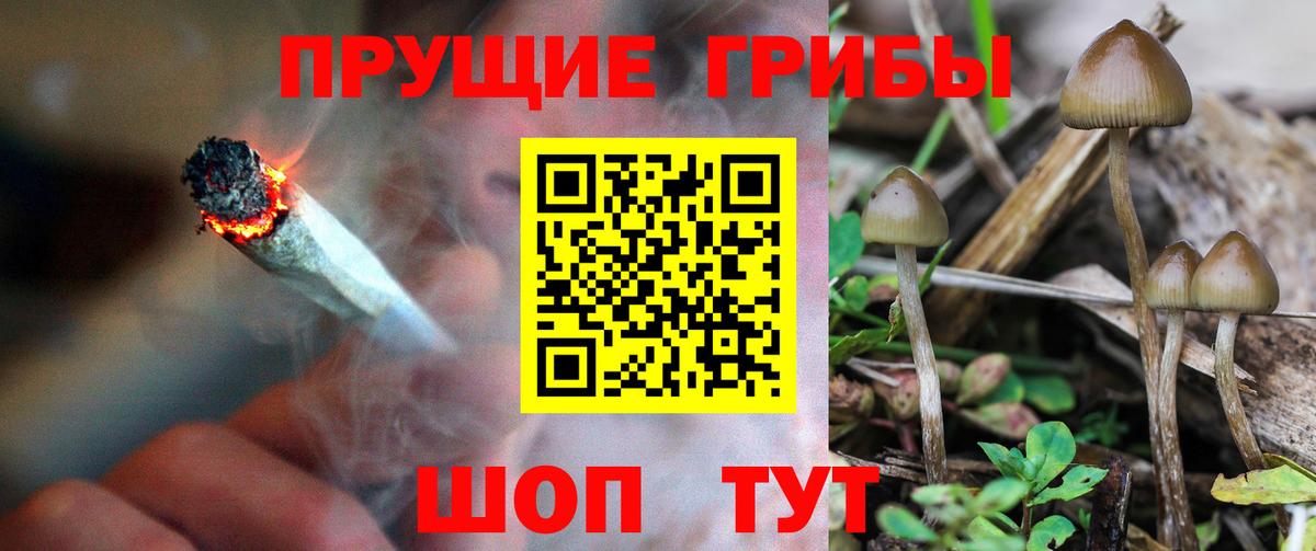 Галлюциногенные грибы Psilocybe Тольятти